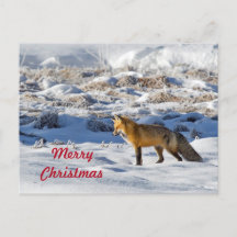 Hübsch Fox Snow Foto Schnee Foto Weihnachten