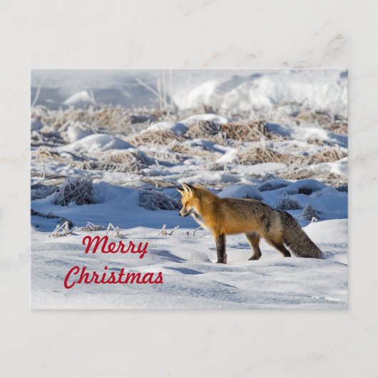 Hübsch Fox Snow Foto Schnee Foto Weihnachten Postkarte (Vorderseite)