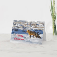 Hübsch Fox Snow Foto Weihnachten