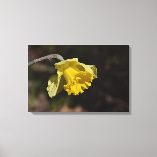 Hübsch Gelbe affodische Blume 24,00" x 16,00" Leinwanddruck (Vorderseite)