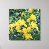 Hübsch-Gelbe Iris-Blumengarten Leinwand (Vorderseite)