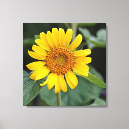 Hübsch Gelbe Sonnenblume 24" x 24" Leinwanddruck