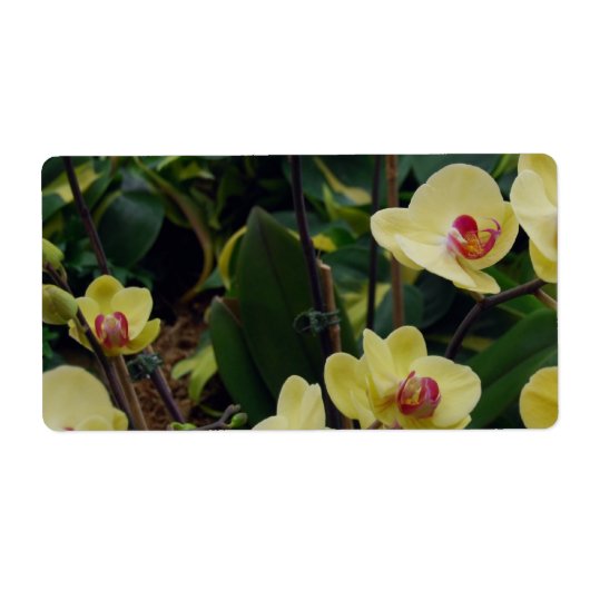 Hübsch Gelbe und rote Phalaenopsis Orchideen (Vorne)