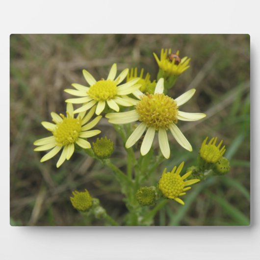 Hübsch Gelbe Wildblumen Plaque Fotoplatte (Vorderseite)