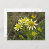 Hübsch Gelbe Wildblumen Postkarte (Vorne/Hinten)