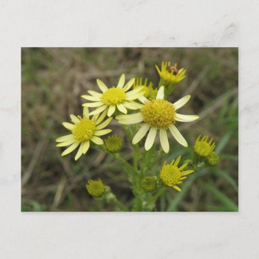 Hübsch Gelbe Wildblumen Postkarte (Vorderseite)