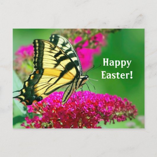 Hübsch-Gelbes Frack Schmetterling-Flora-Ostern Postkarte (Vorderseite)