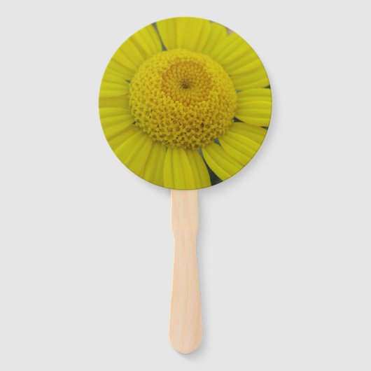 Hübsch-Gelbmarguerit Fächer (Vorderseite)