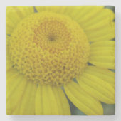Hübsch-Gelbmarguerit Steinuntersetzer (Vorderseite)