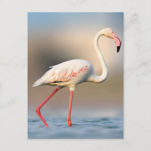Hübsch Greater Flamingo Postkarte