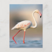 Hübsch Greater Flamingo Postkarte (Vorderseite)