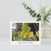 Hübsch-grüne Orchideen-Blume, Blumenfotografie Postkarte (Stehend Vorderseite)