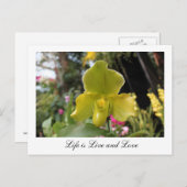 Hübsch-grüne Orchideen-Blume, Blumenfotografie Postkarte (Vorne/Hinten)