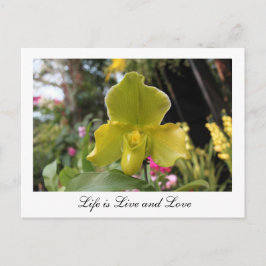 Hübsch-grüne Orchideen-Blume, Blumenfotografie Postkarte