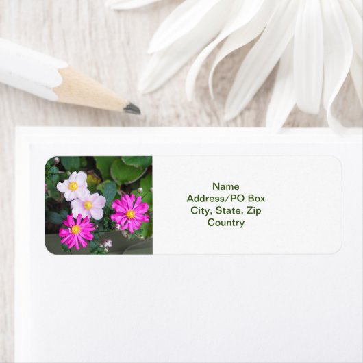 Hübsch Herbst Blume Rosa Anemonen (Insitu)