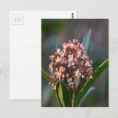 Hübsch im Frühjahr Postkarte (Vorne/Hinten)