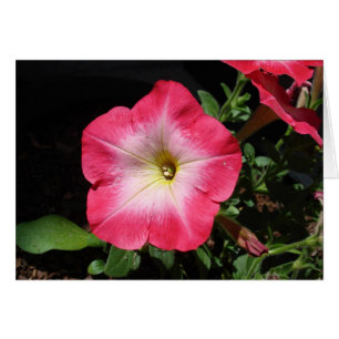 Hübsch im Rosa