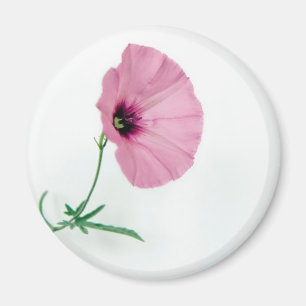 Hübsch im Rosa Magnet