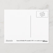 Hübsch in der lila Postkarte (Rückseite)