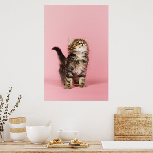 Hübsch in Pink Kitten Poster (Küche)