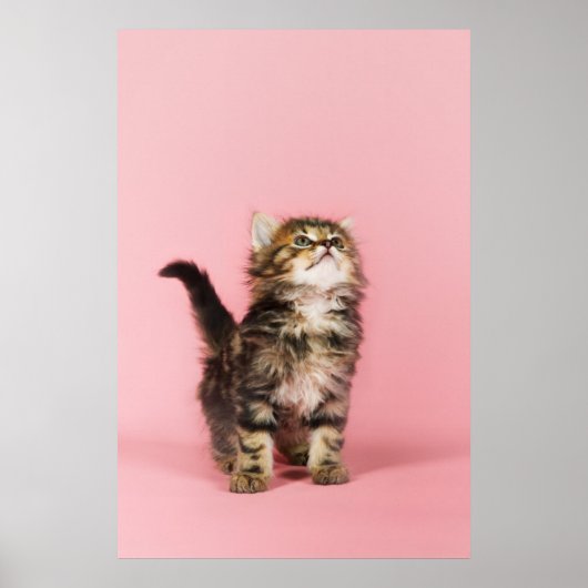 Hübsch in Pink Kitten Poster (Vorne)