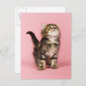 Hübsch in Pink Kitten Postkarte (Vorne/Hinten)