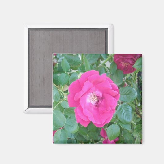 Hübsch in rosa Blume Magnet (Vorderseite/Rückseite)
