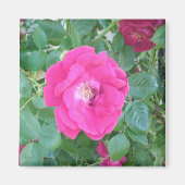 Hübsch in rosa Blume Magnet (Vorne)