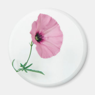 Hübsch in rosa magnet