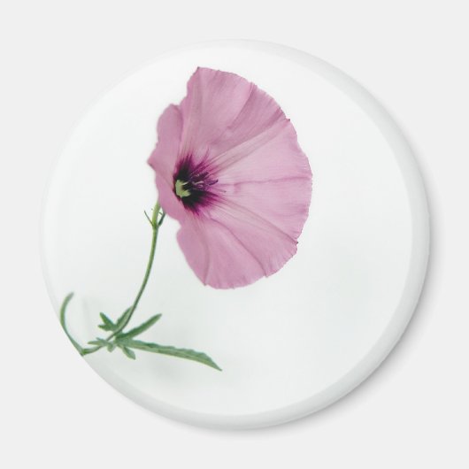 Hübsch in rosa magnet (Vorne)