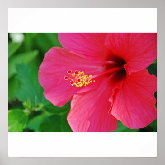 Hübsch in rosa poster (Vorne)