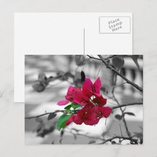 Hübsch in rosa postkarte (Vorne/Hinten)