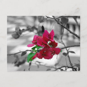 Hübsch in rosa postkarte