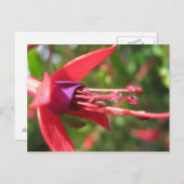 Hübsch in Rosa. Postkarte (Vorne/Hinten)