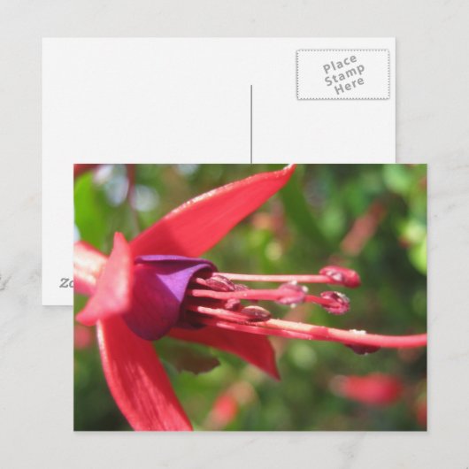 Hübsch in Rosa. Postkarte (Vorne/Hinten)