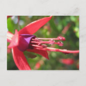 Hübsch in Rosa. Postkarte (Vorderseite)