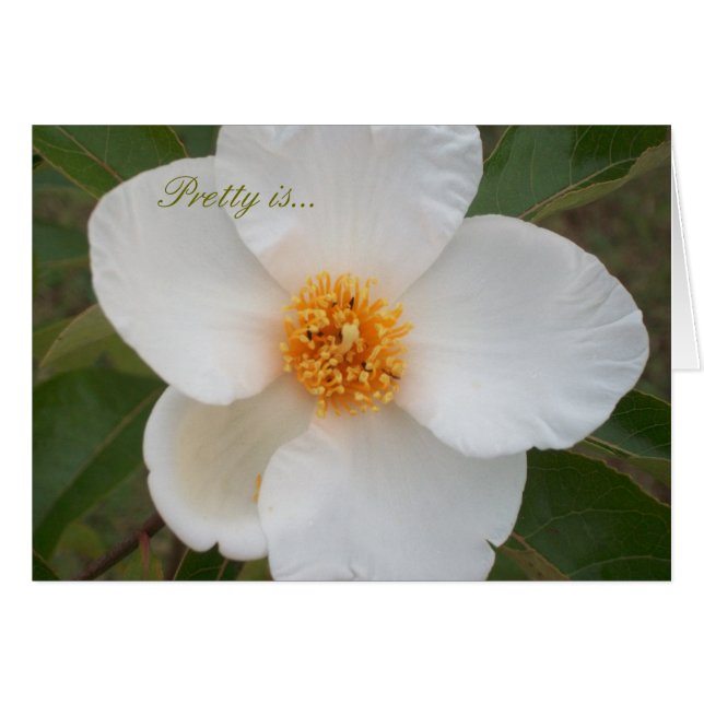 Hübsch ist (Vorderseite (Horizontal))