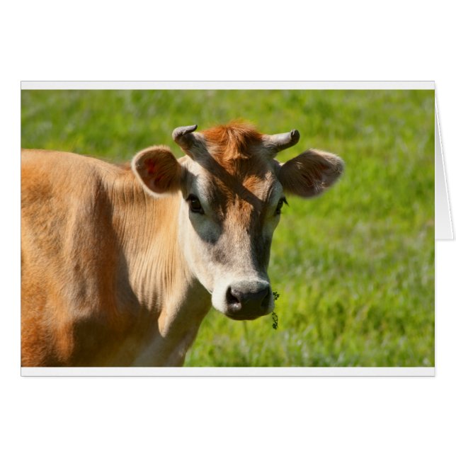 Hübsch Jersey Cow Stare (Vorderseite (Horizontal))