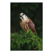 Hübsch Kestrel Fotodruck (Vorne)