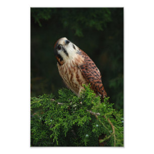 Hübsch Kestrel Fotodruck