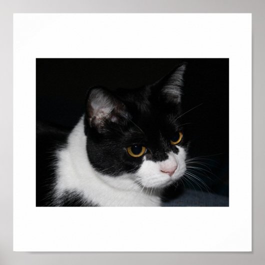Hübsch Kitty Poster (Vorne)