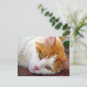 Hübsch Kitty Postkarte (Stehend Vorderseite)