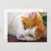 Hübsch Kitty Postkarte (Vorne/Hinten)