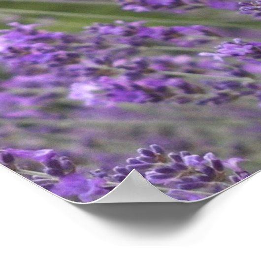 Hübsch Lavendel Fields Poster (Ecke)