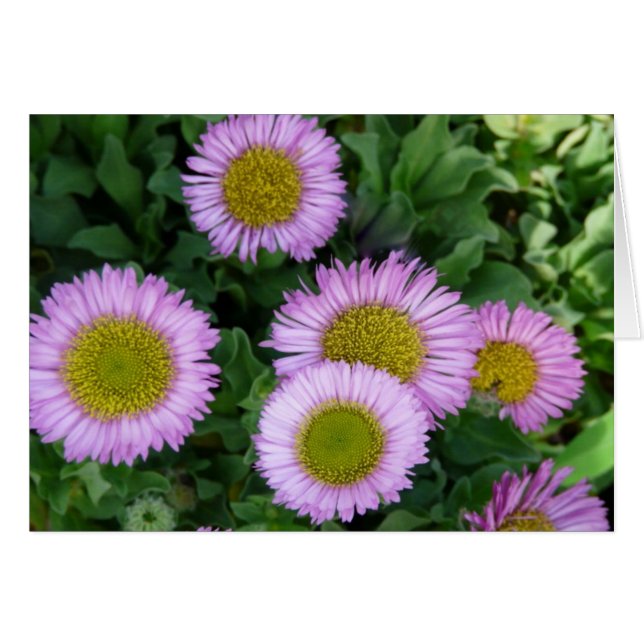 Hübsch Lavender Erigeron Blume (Vorderseite (Horizontal))