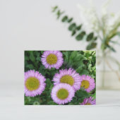 Hübsch Lavender Erigeron Blume Postkarte (Stehend Vorderseite)