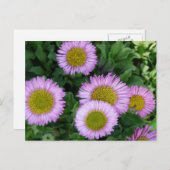 Hübsch Lavender Erigeron Blume Postkarte (Vorne/Hinten)