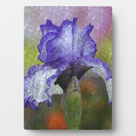 Hübsch Lila Iris Fotoplatte (Vorderseite)