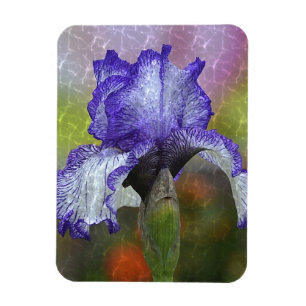 Hübsch Lila Iris Magnet