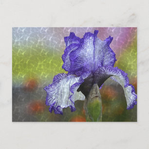 Hübsch Lila Iris Postkarte